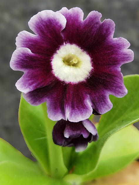 Primula auricula hybrids (5)
